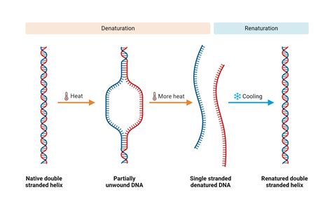 does autoclave denature dna|dna integrity after autoclaving.